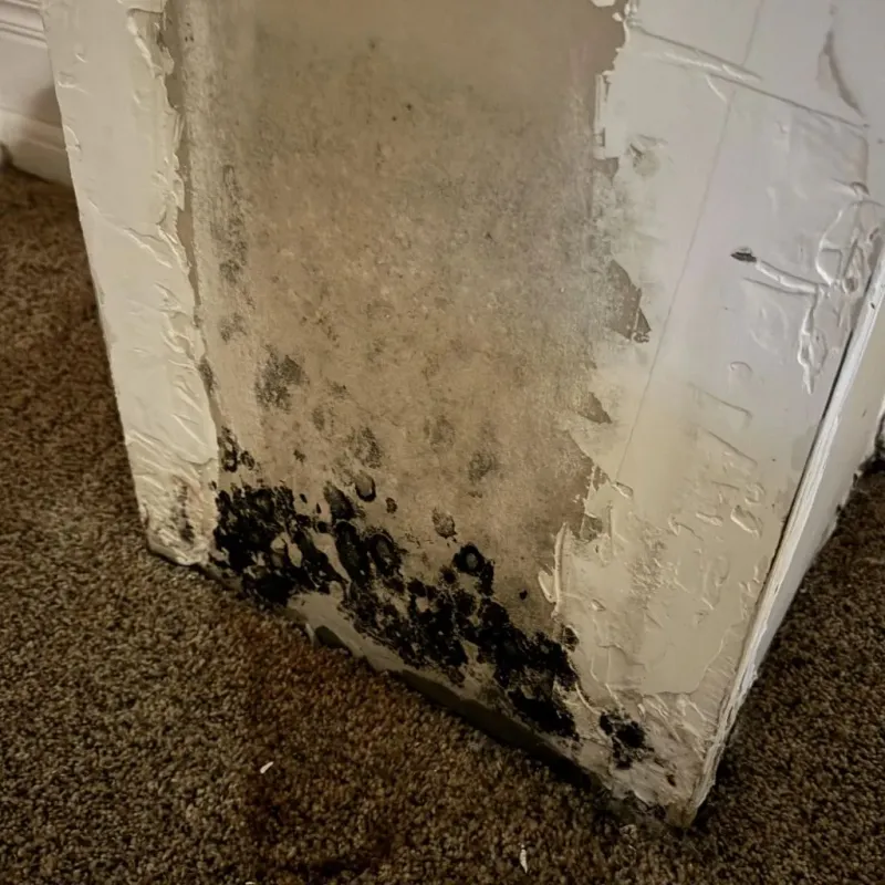 Professional Mold Removal in Loch Lomond, VA